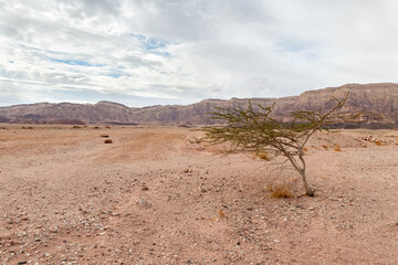 A lonely  tree grows in a stone desert in Timna National Park near Eilat, southern Israel.