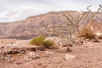 A lonely  tree with thorns grows in a stone desert in Timna National Park near Eilat, southern Israel.