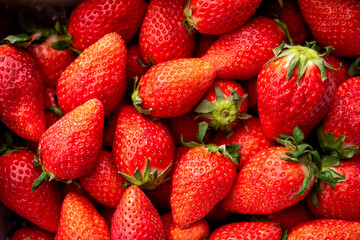 いちごたくさん	