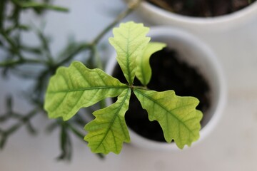 mint leaves