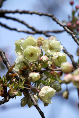 白峯神宮の鬱金桜