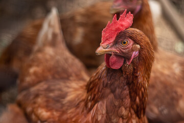 Creole country hen portrait