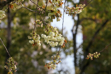 白峯神宮の鬱金桜