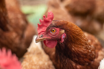 Creole country hen portrait