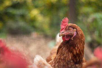 Creole country hen portrait