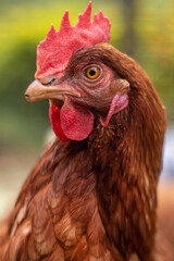 Creole country hen portrait