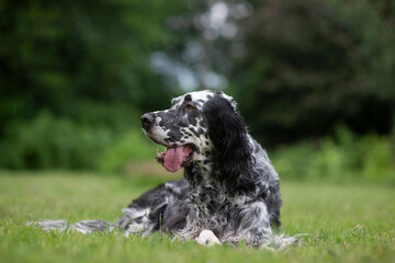 Dog English Setter