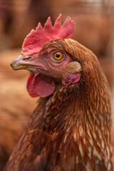 Creole country hen portrait