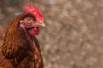 Creole country hen portrait