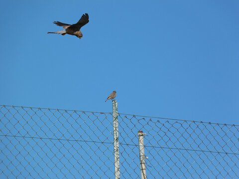 Il falco