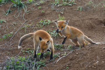 Two fox cubs are playing next to a hole. Vulpes vulpes close up