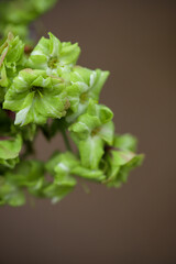 仁和寺境内に咲く御衣黄桜