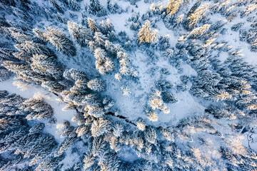 Snowy Spruce Trees in Forest at Sunny Winter Day. Top Down Drone View