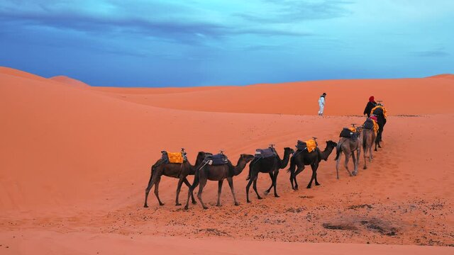 Male guides with camels caravan going through the sand dunes in Sahara desert on sunny summer day, Bedouin walking with camels in desert