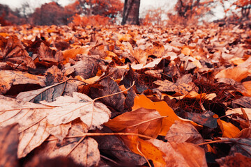 Autumn in park