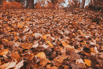 Autumn in park