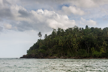 tropical island and palm trees