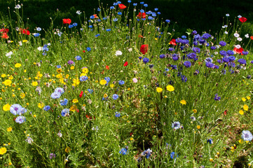 Colorful Flowers in the Field. Milano, Italy
