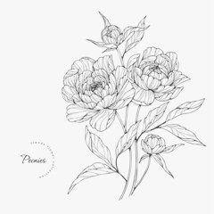 Trendy wedding flowers of peonies for logo or decorations. Hand drawn line wedding herb, elegant leaves for invitation save the date card. Botanical rustic trendy greenery - obrazy, fototapety, plakaty