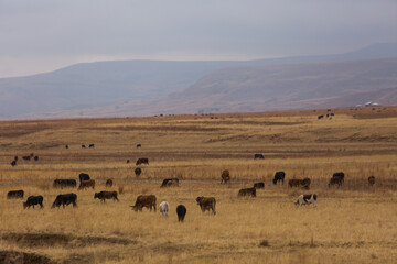 Fototapeta na wymiar herd of cows in africa