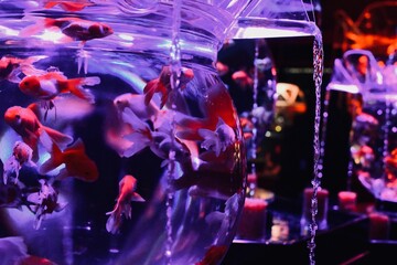 Aquarium - goldfish