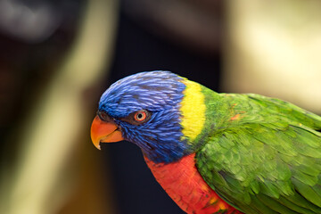Rainbow lorikeet