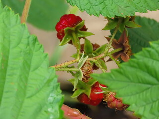 Beautiful branch of red, ripe raspberries against the background of green leaves close-up, summer in Ukraine.