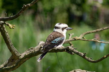 Laughing kookaburra