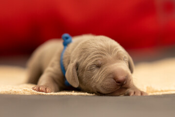 Weimaraner Welpe 2. Lebenswoche vor rotem Hintergrund