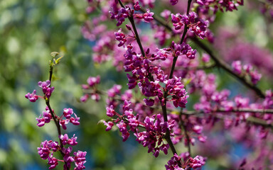 Eastern Redbud, or Eastern Redbud Cercis canadensis purple spring blossom in sunny day. Close-up of Judas tree pink flowers. Selective focus. Nature concept for design. Place for your text