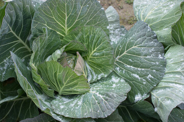 雪の積もったキャベツ