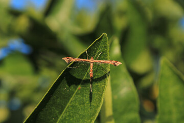 natural platyptilia insect macro photo