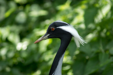 Fototapeta premium Demoiselle Crane