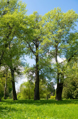 Fototapeta premium beautiful scenery in spring in the park