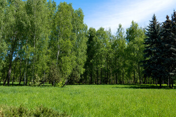 beautiful scenery in spring in the park