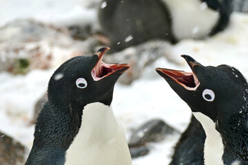 Two Adelie penguins mouth open  © Ariane