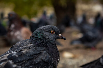 View of Rock Pigeon face to face.Rock Pigeons crowd streets and public squares, living on discarded food and offerings of birdseed.