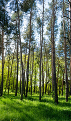 beautiful scenery in spring in the park