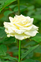 yellowish white rose tineke over green foliage