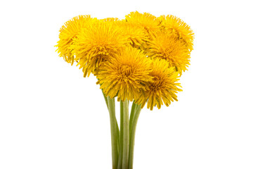 yellow dandelions isolated