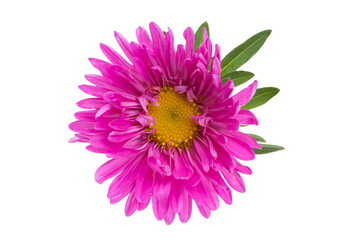 aster flower isolated