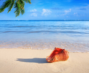 Fototapeta na wymiar Travel background with Caribbean sea and sea shell on tropical beach.