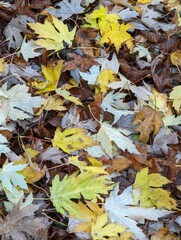 Autumn leaves