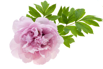 Obraz premium beautiful peony flower isolated