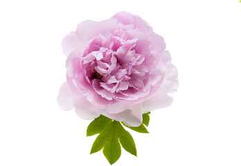 beautiful peony flower isolated