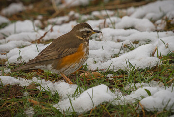 A small bird looking for a food on a just newly covered with snow green meadow