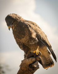 Eagle sitting on  hunting glove In Trevignano Romano, Lazio, Italy