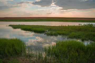 Landscape of central Russia with Akhtuba River  reflections in water and small white and black dog