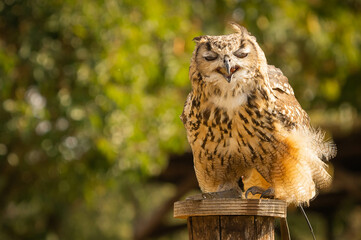 Portrait of a large brown eared eagle owl on forest background