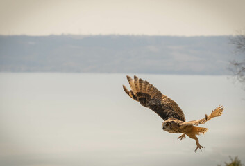 Large brown eared eagle owl flying with outstretched wings on background of lake